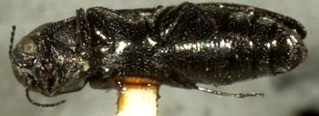 Media type: image;   Entomology 33825 Aspect: habitus ventral view